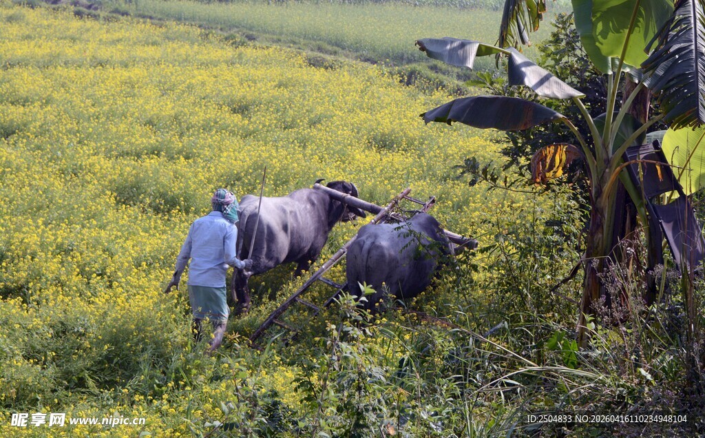 田间劳作的农民