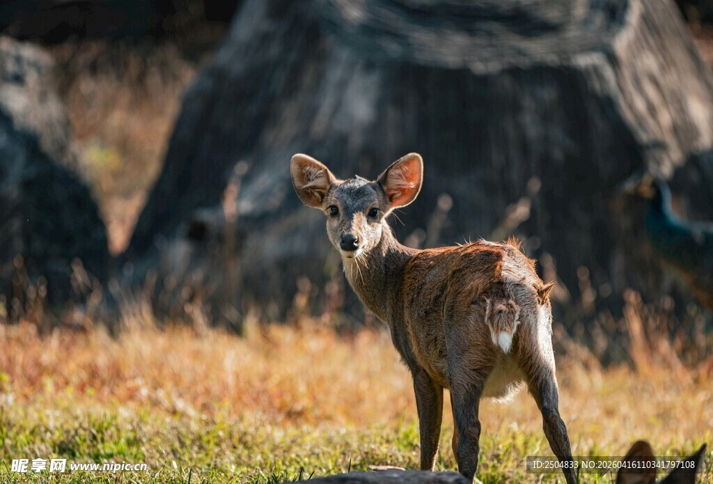 草原上的小鹿