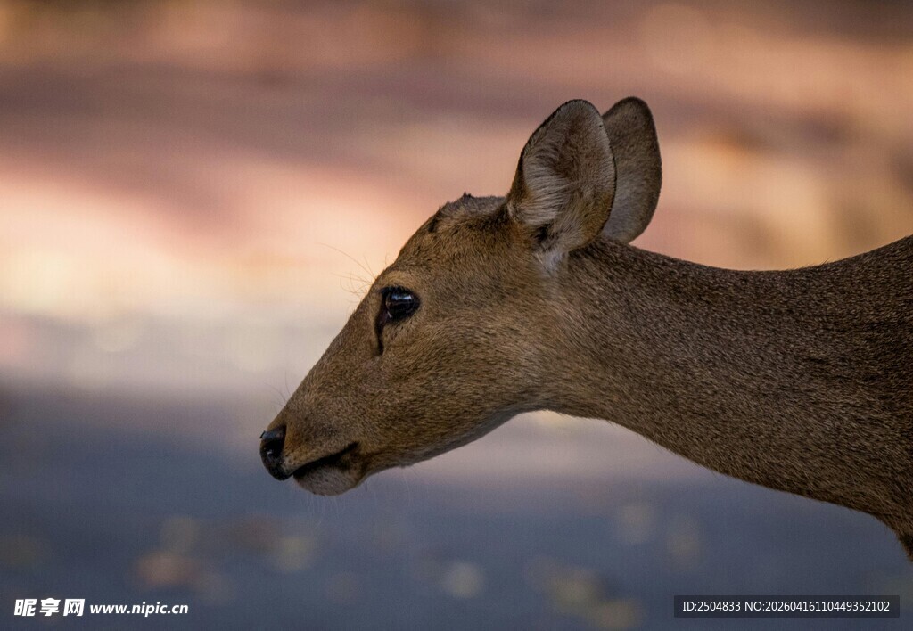 黄昏中的鹿头特写
