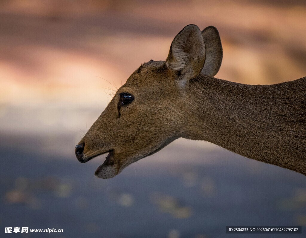 黄昏中张嘴的小鹿