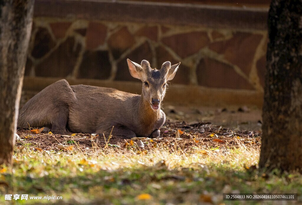 林间休憩的小鹿