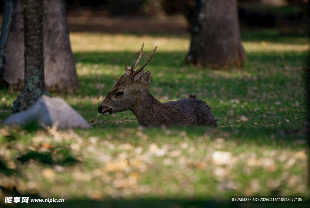 林间休憩的小鹿