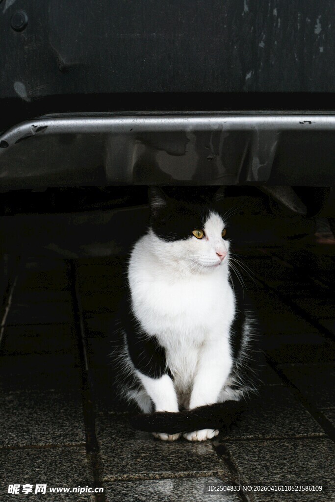 黑白猫咪躲在车底