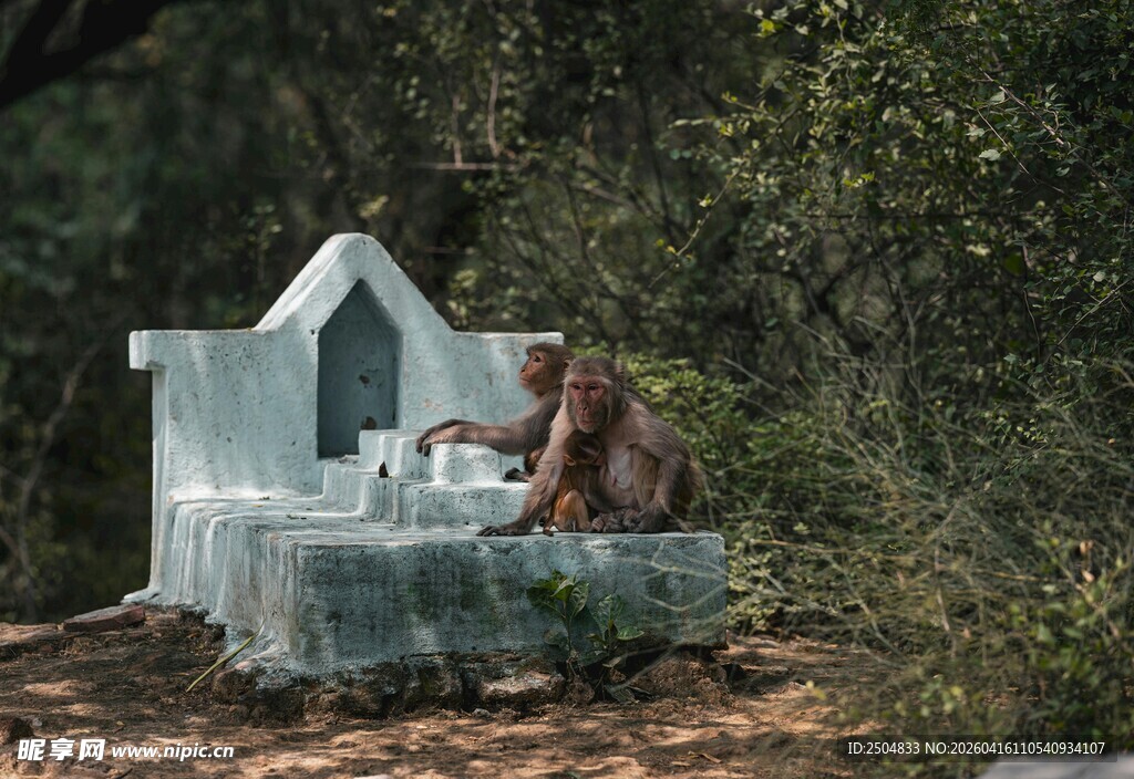 猴子坐在精致小屋旁