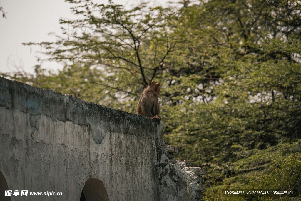 石桥旁繁茂绿树景观