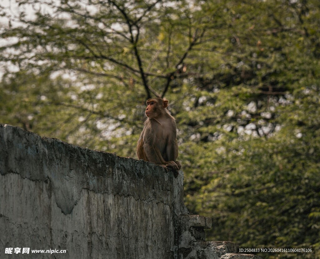 墙头独坐的猴子