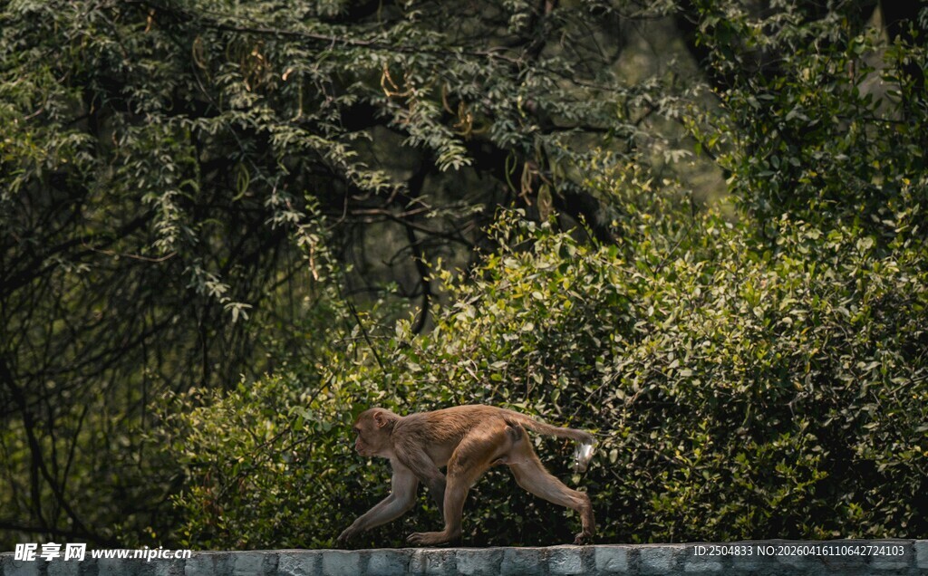 山林间的野生动物