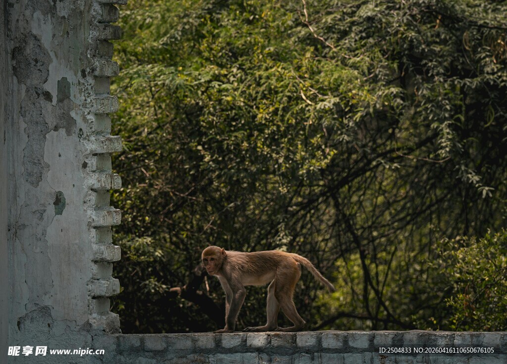 墙边小狗置身绿意中