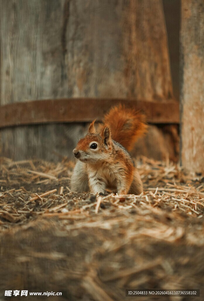 木墙下的可爱小松鼠