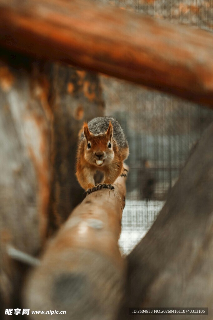 笼中猫咪好奇张望