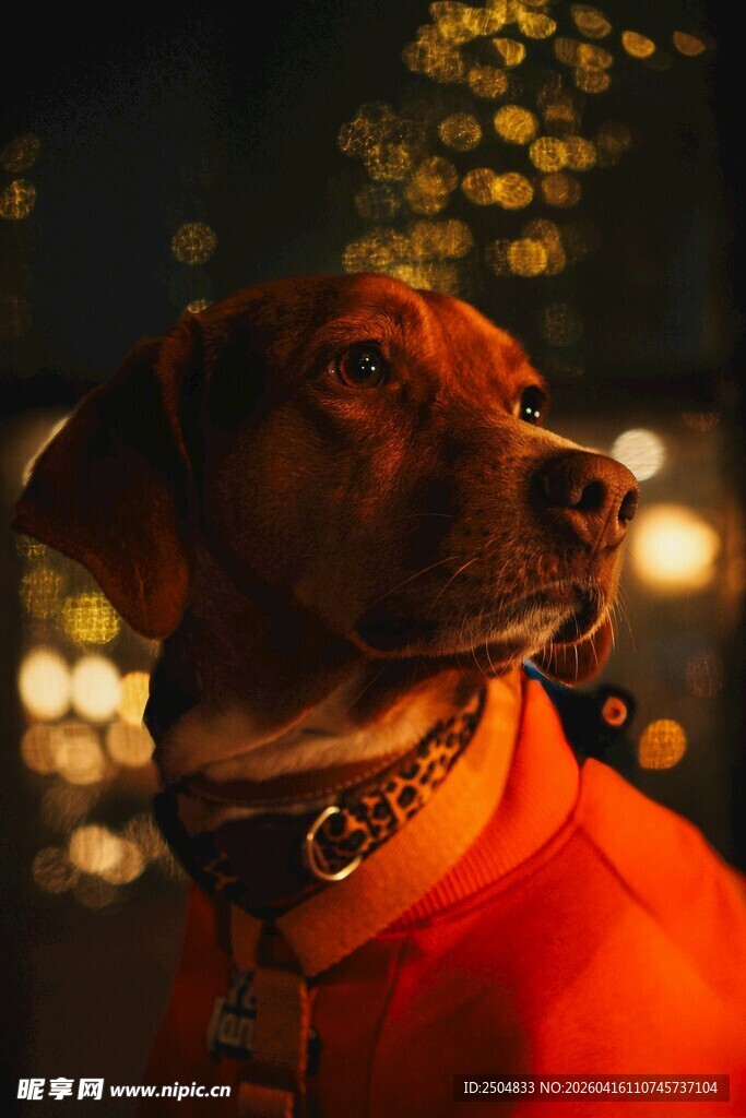 穿红衣的帅气狗狗