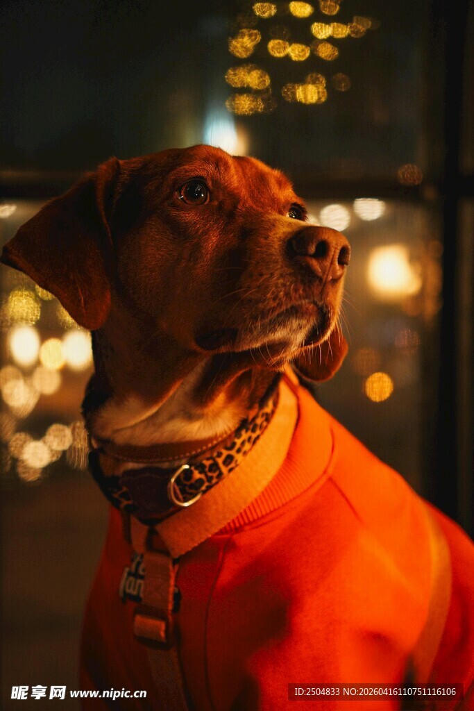 穿红衣的帅气狗狗