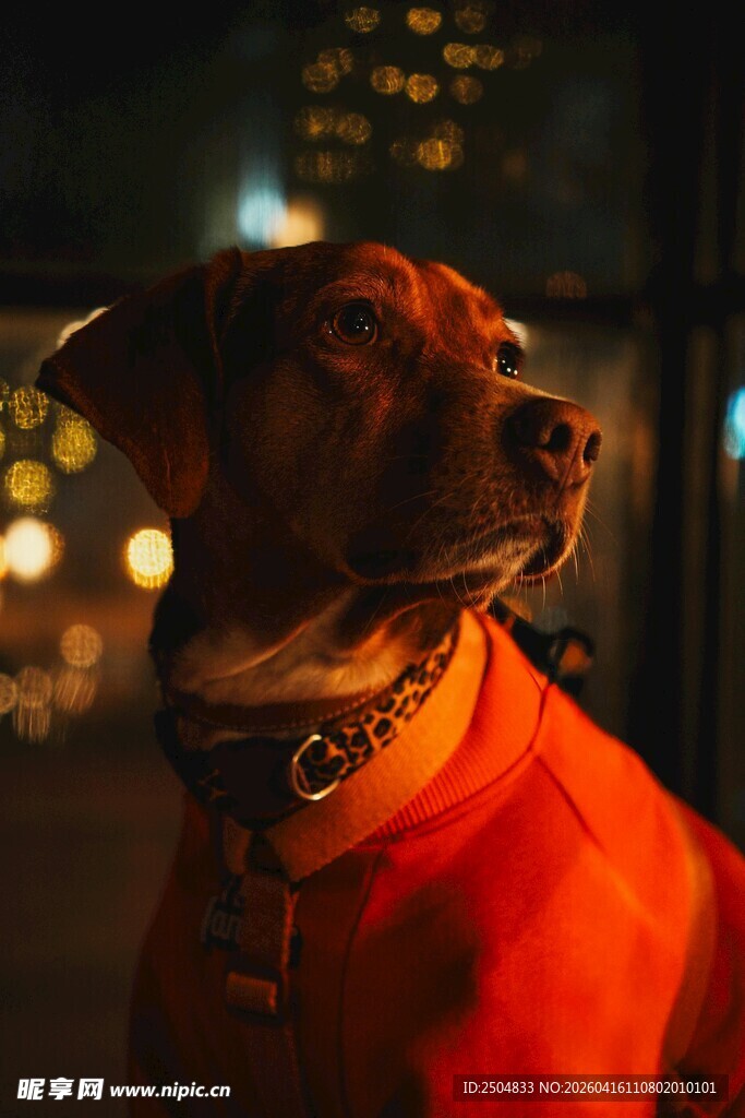 夜晚穿红衣的帅气狗狗
