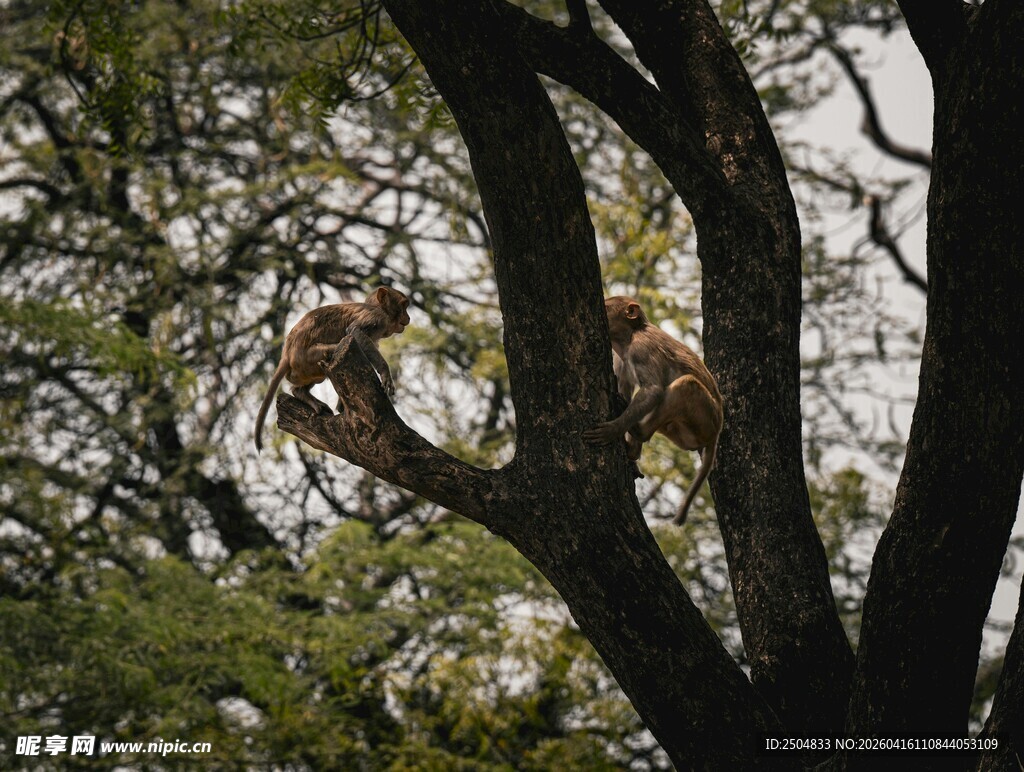 树上栖息的鸟儿