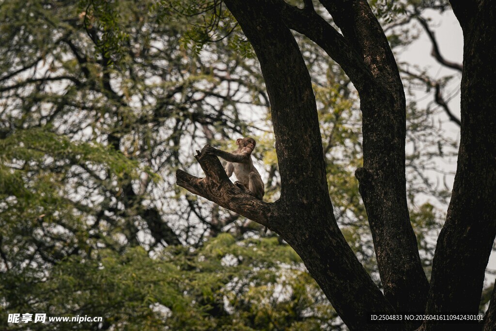 树上栖息的鸟儿