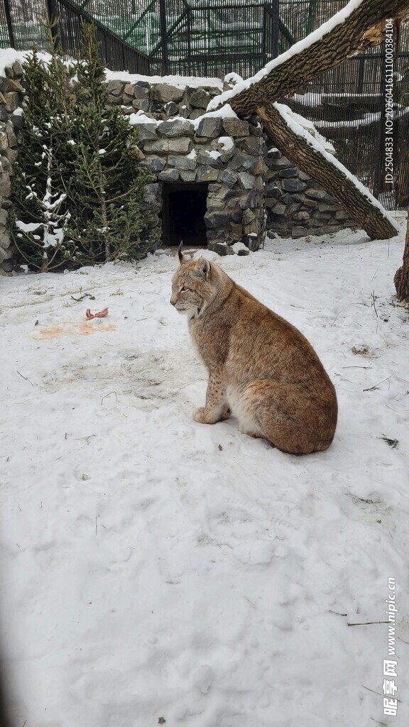 雪地中的猫咪