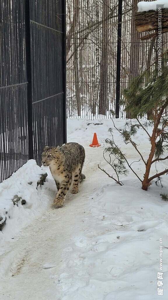 雪地中行走的猫咪