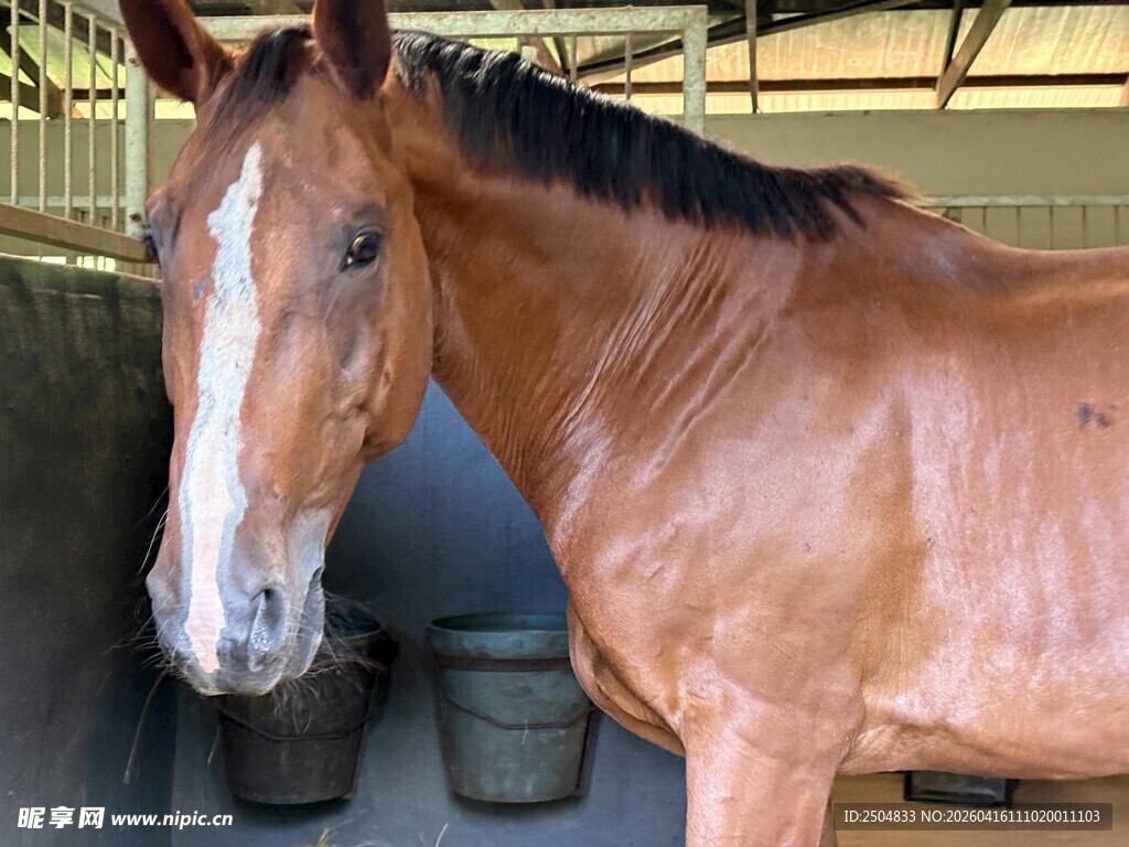 马厩中的棕色骏马