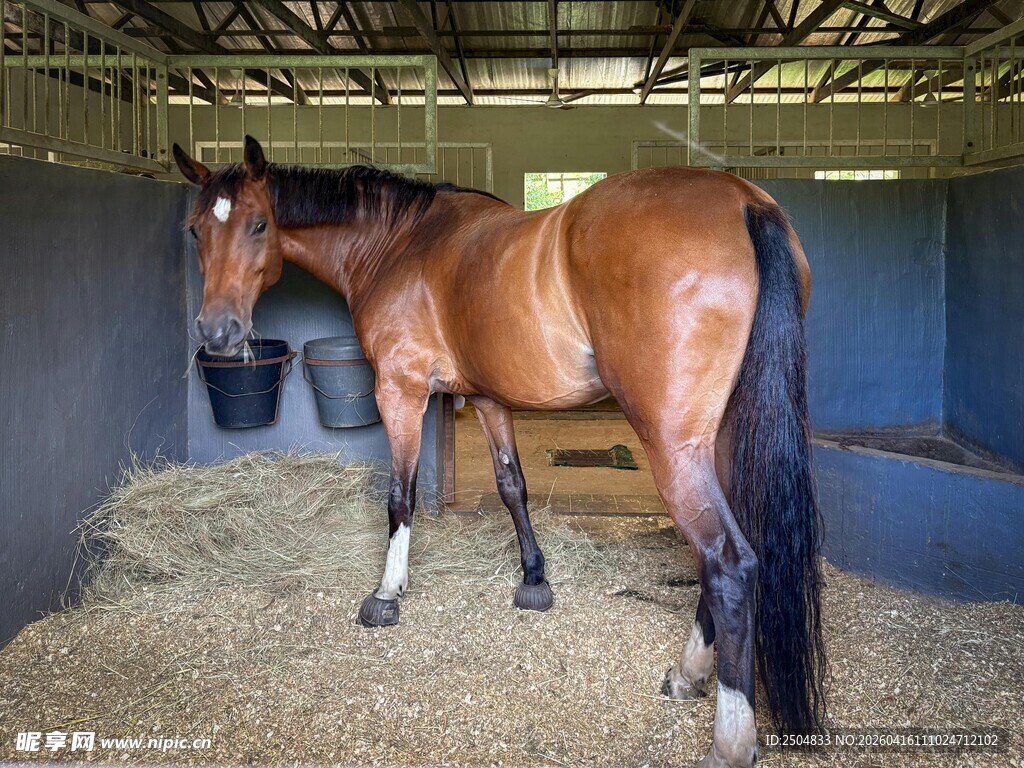 马厩中站立的棕色骏马