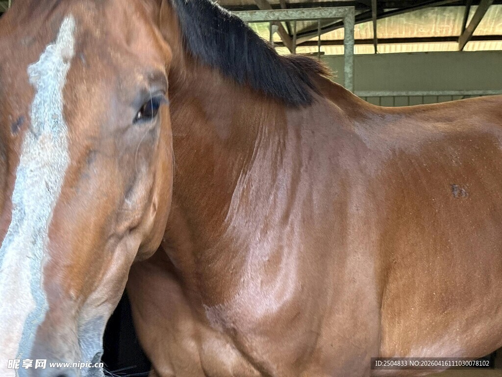 棕色骏马特写