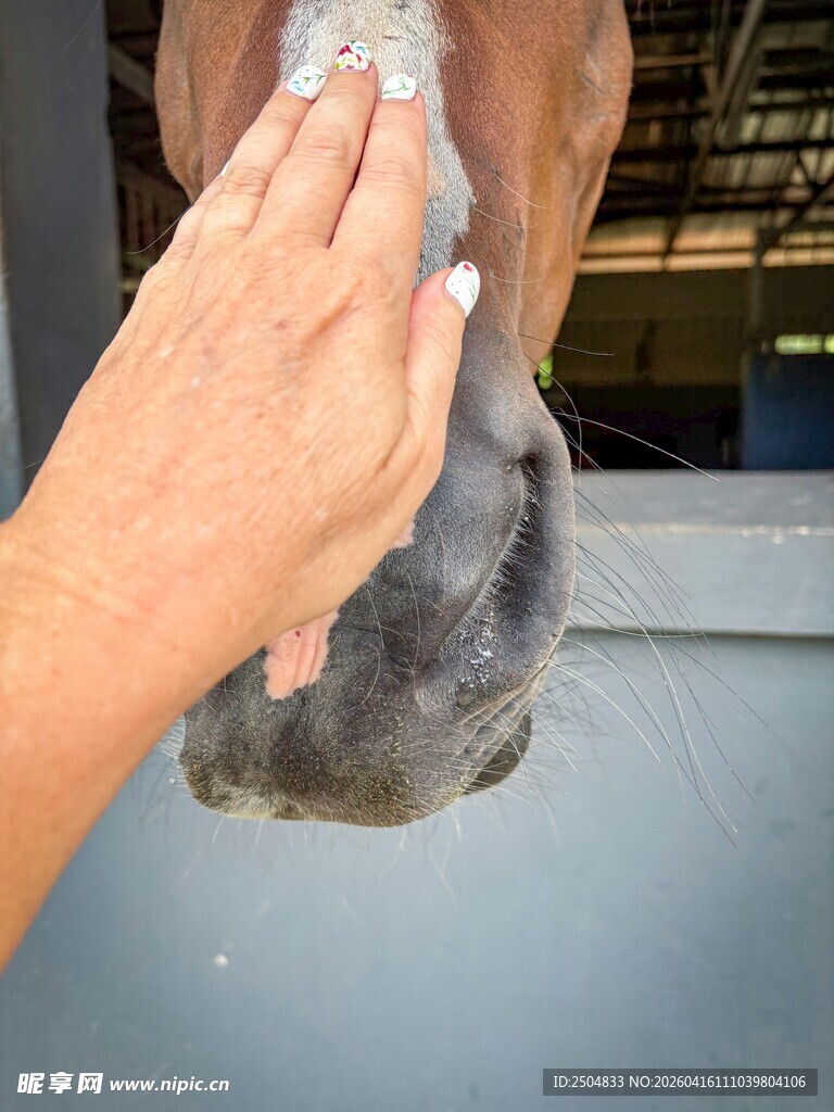 手抚马鼻的温馨瞬间