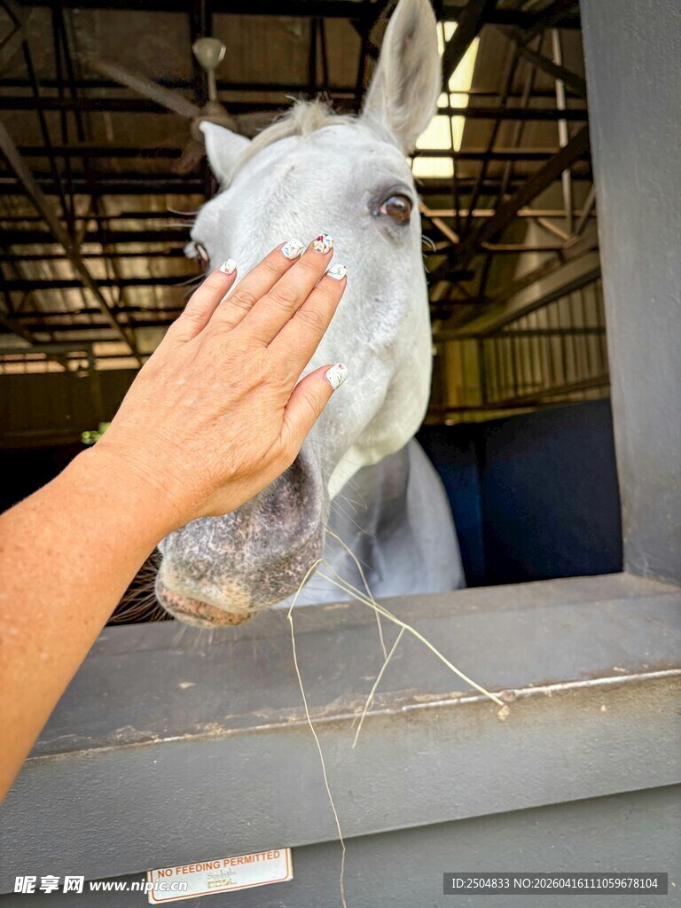 温柔抚摸白马