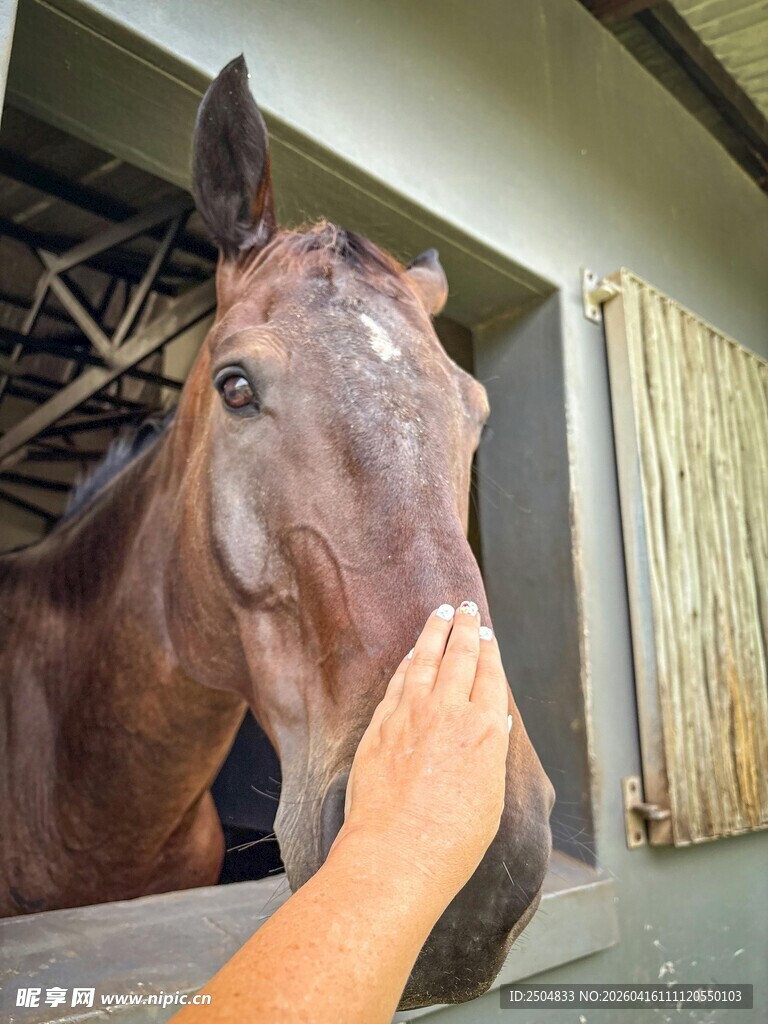 手抚马头 亲密人马互动