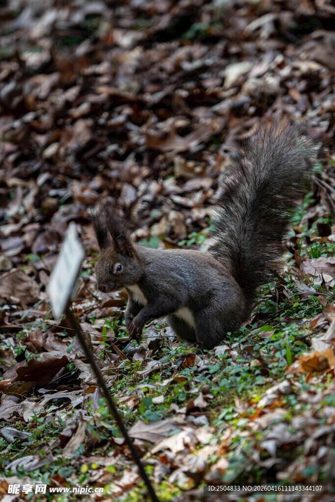 林间松鼠觅食