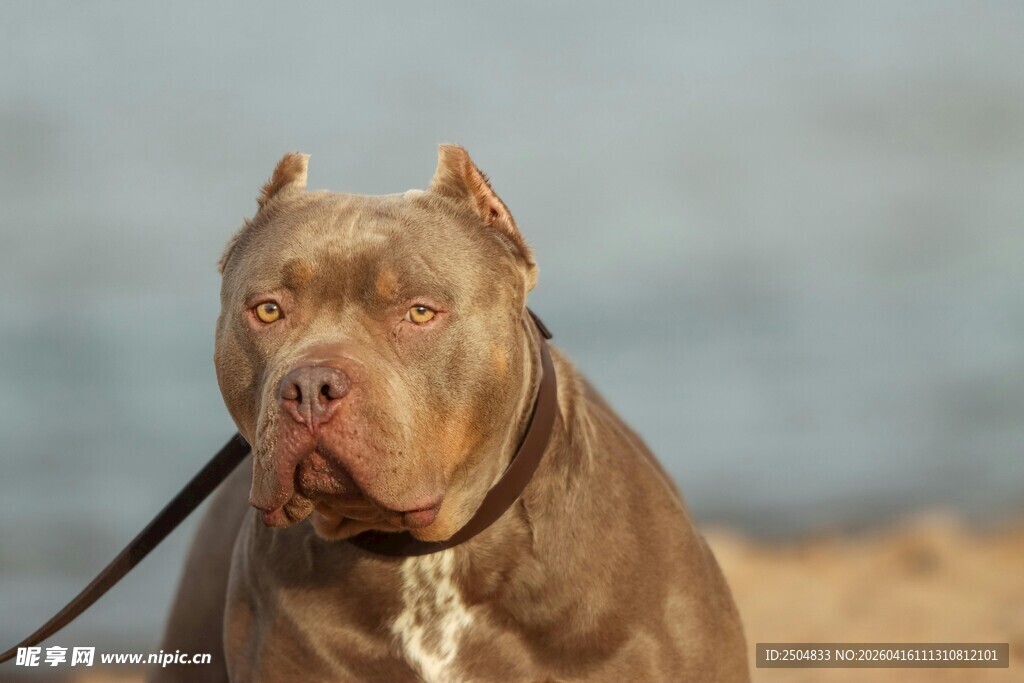 沙滩上的棕色拴绳斗牛犬