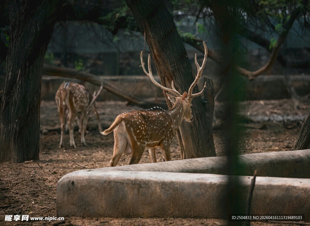 森林中优雅的鹿群
