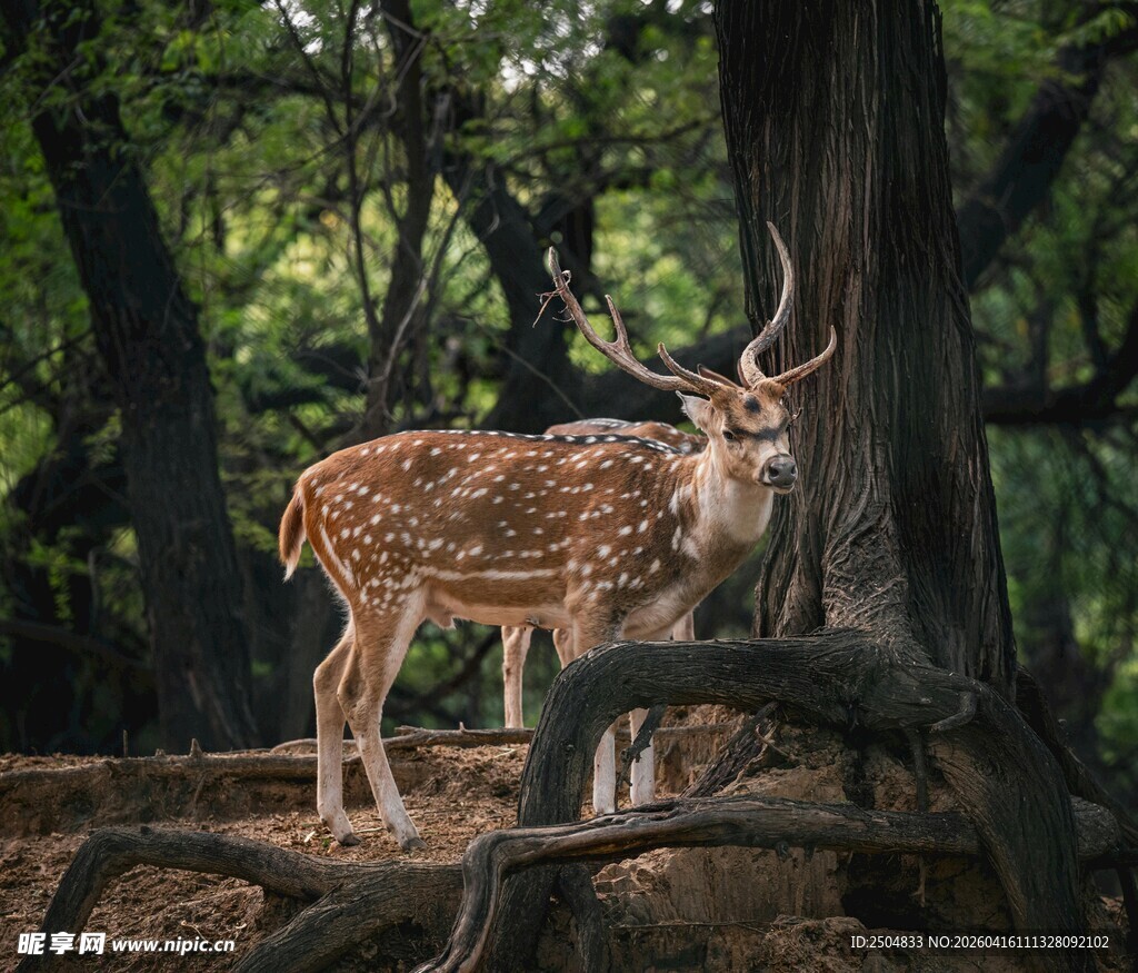 森林中优雅的斑点小鹿