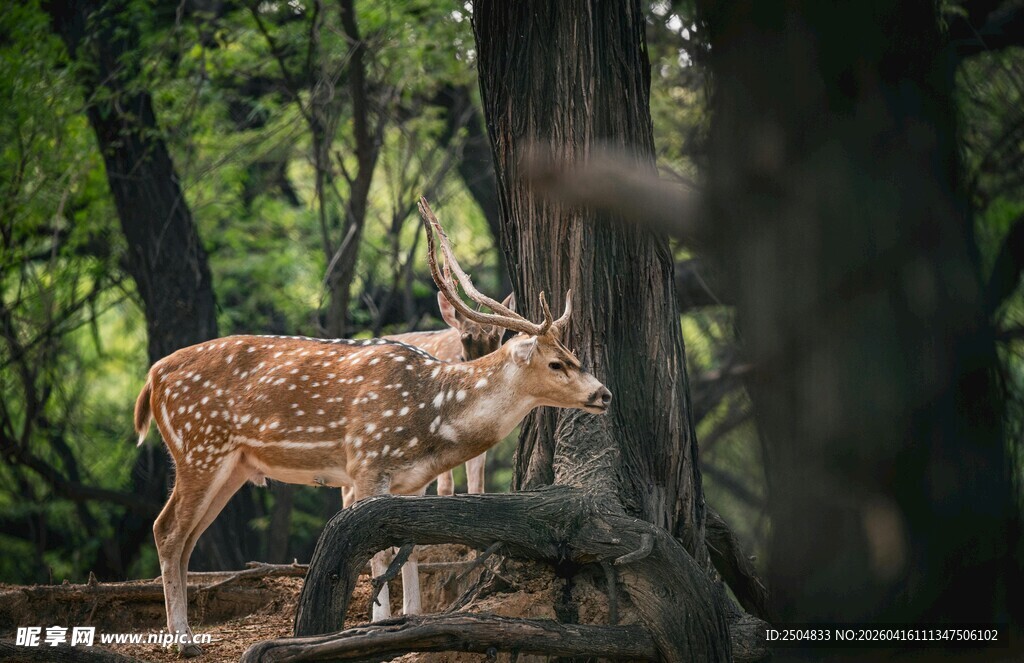 森林中优雅的小鹿