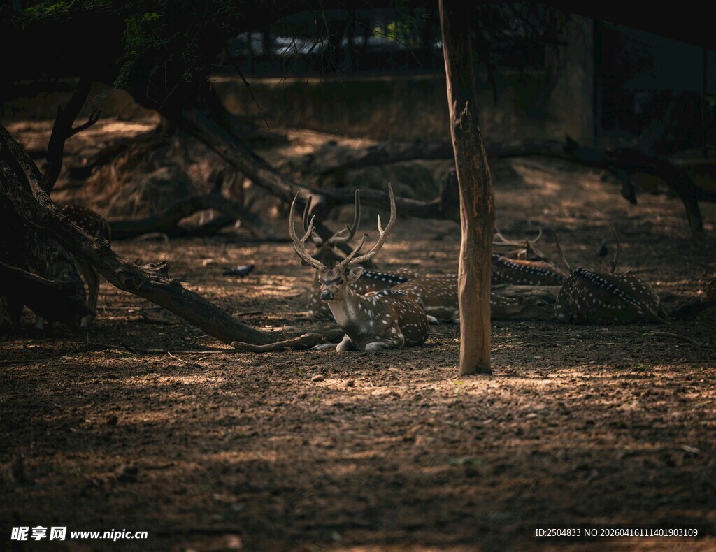 森林中倒下的树木与地面