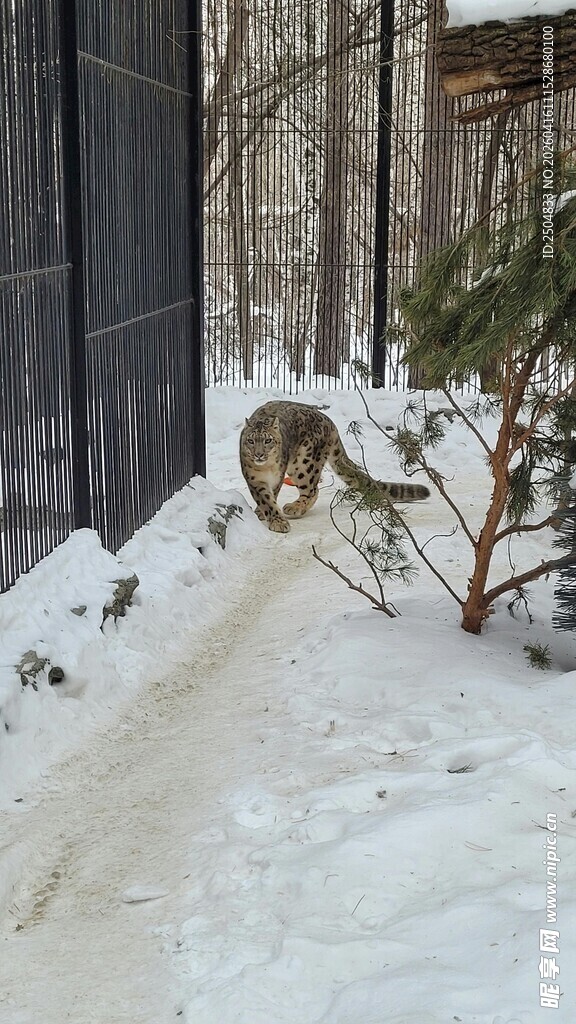 雪后庭院小径景观