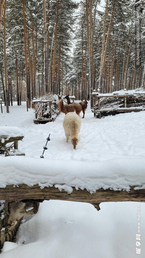雪地林间漫步的可爱狗狗