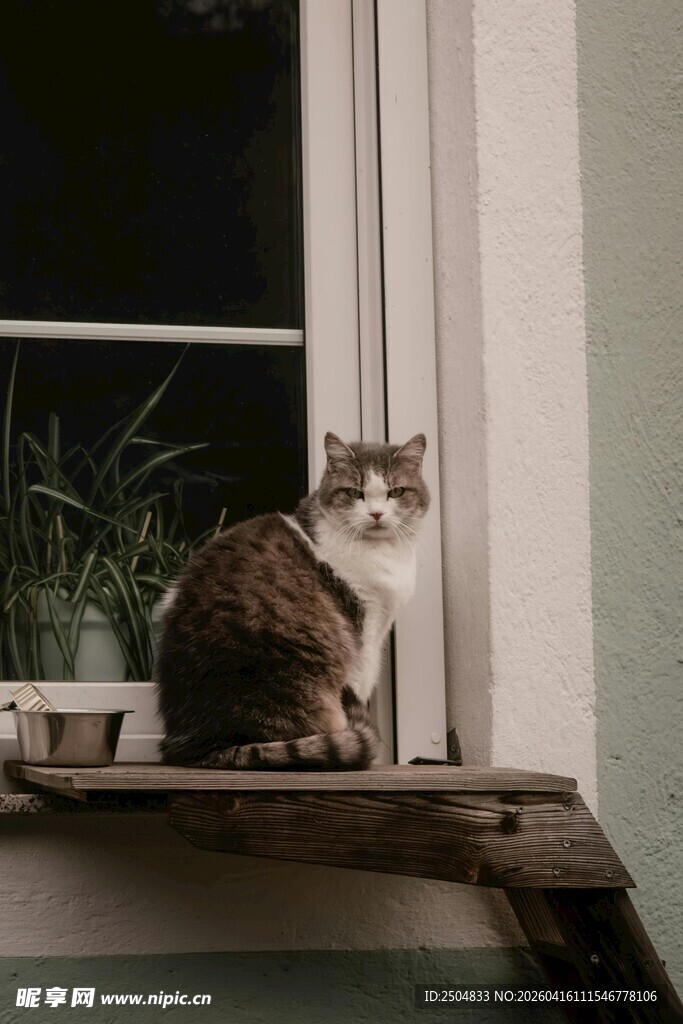 窗边猫咪的悠闲时光