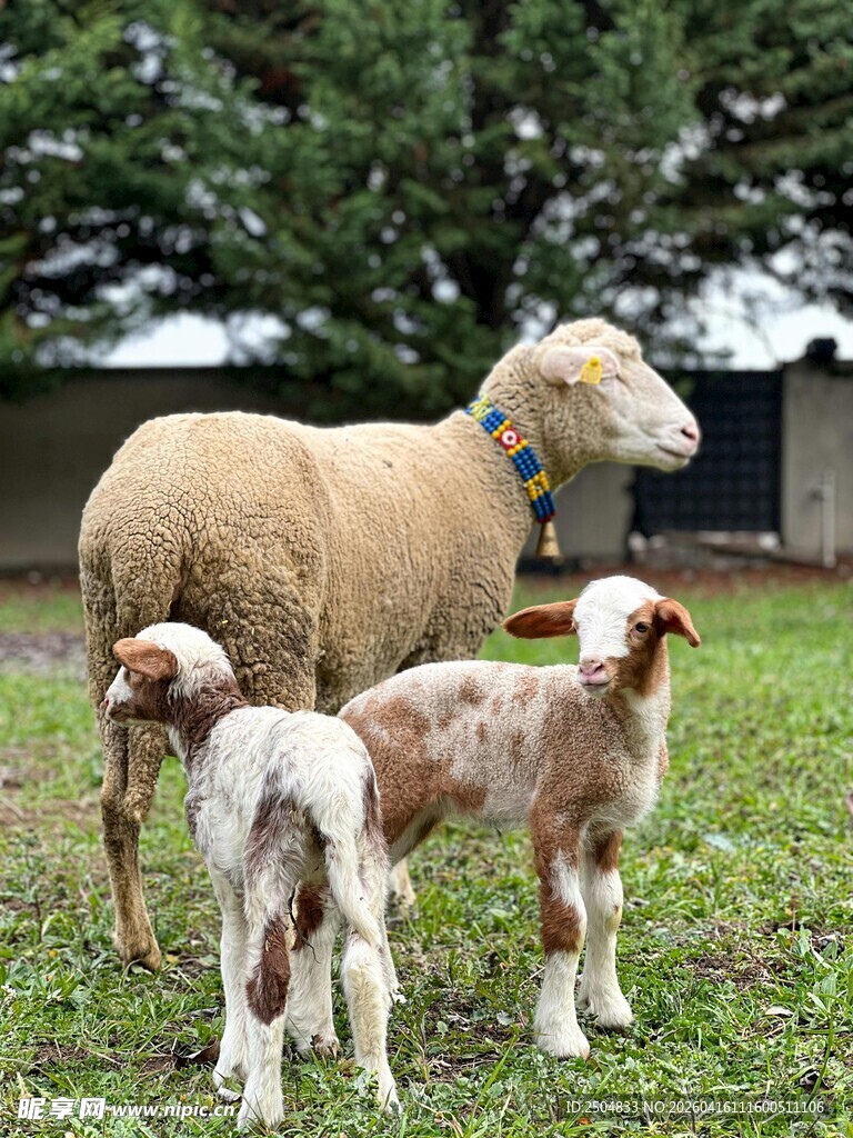 母羊与小羊在草地上