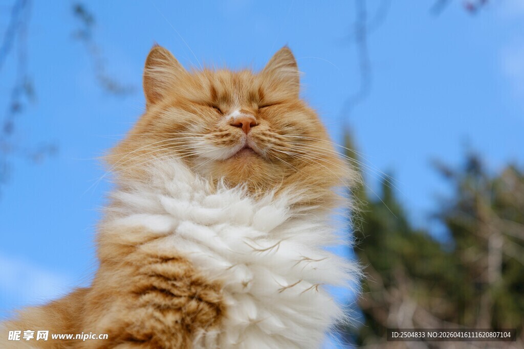 阳光下的长毛橘猫