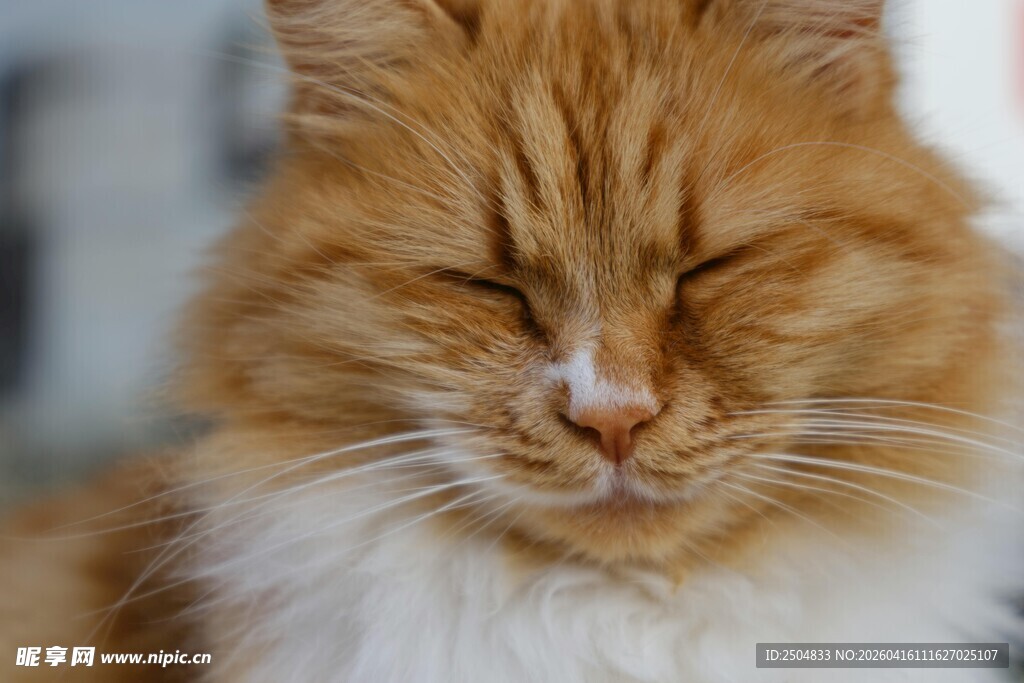 闭眼橘猫的惬意瞬间