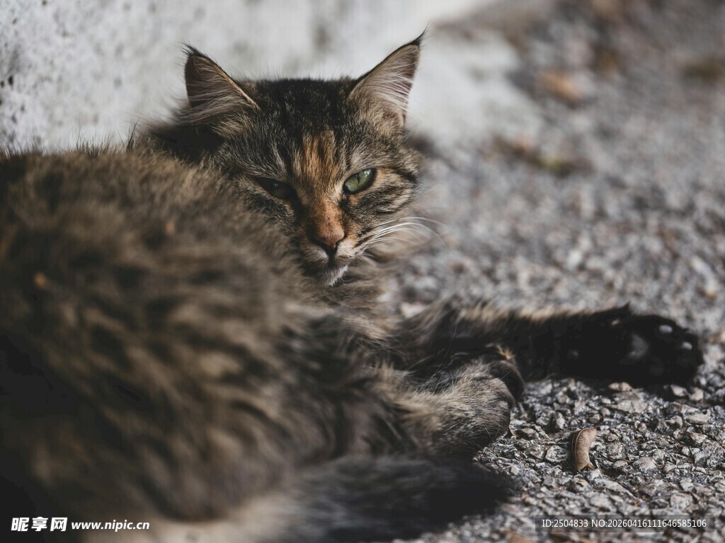 慵懒猫咪于碎石处休憩