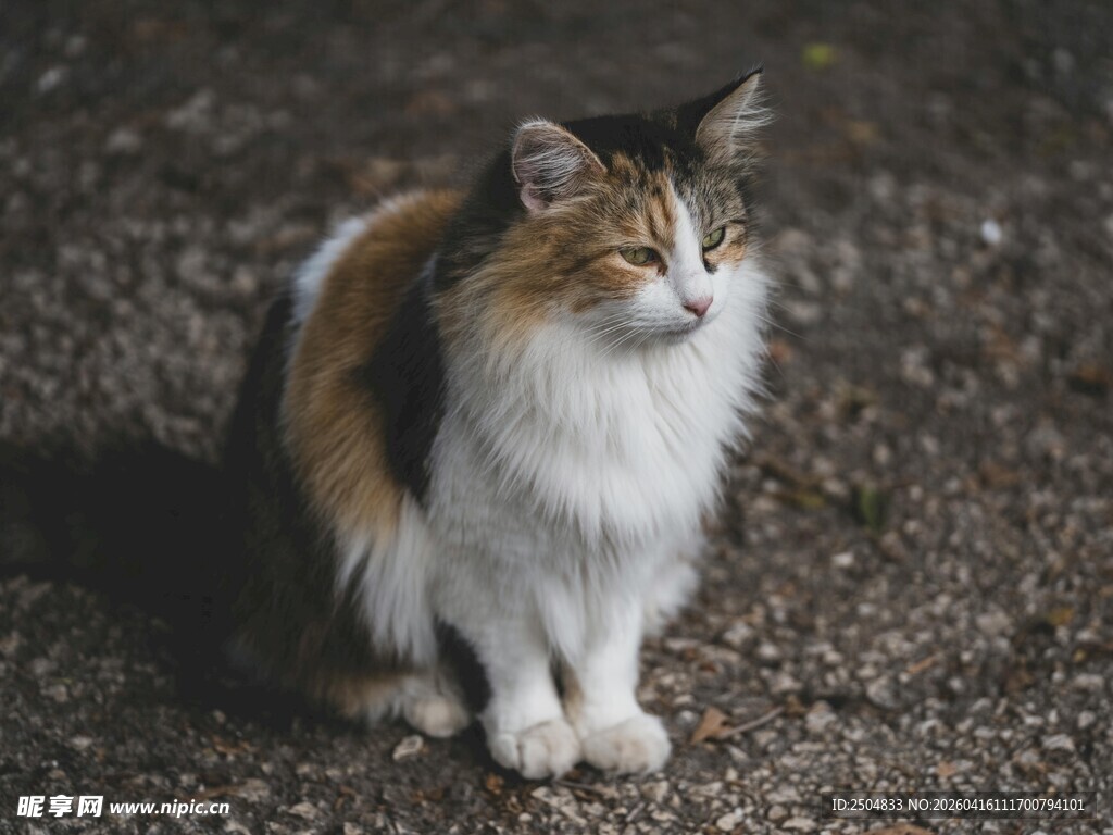 三色猫咪安静蹲坐