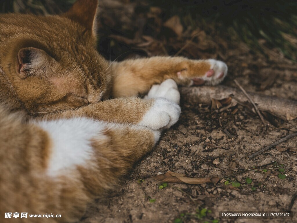 趴着休息的可爱猫咪