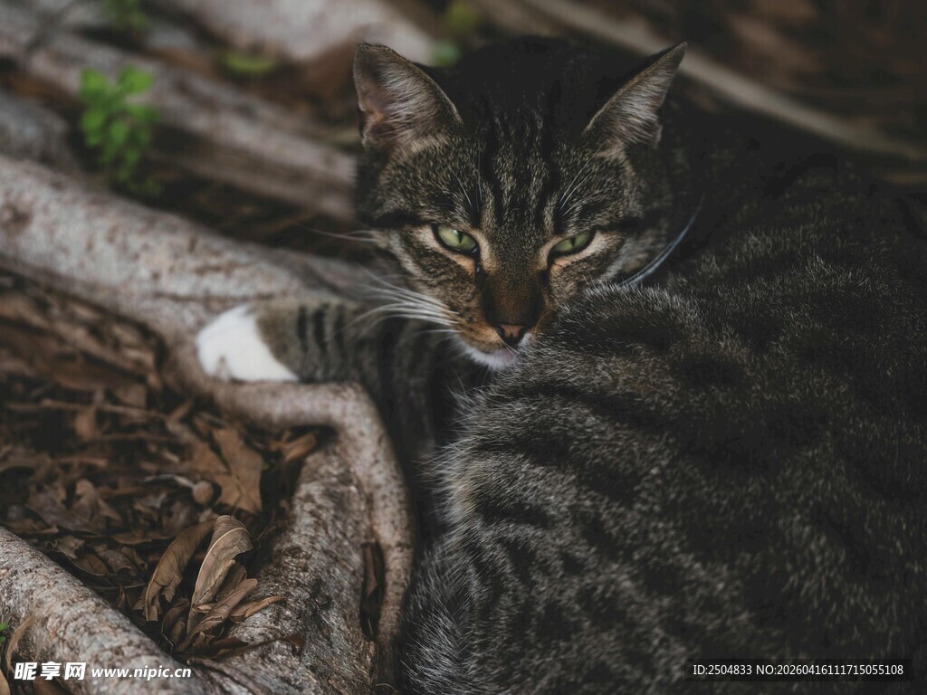 草丛中警觉的斑纹猫咪