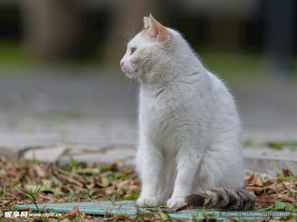 白色猫咪静坐于户外