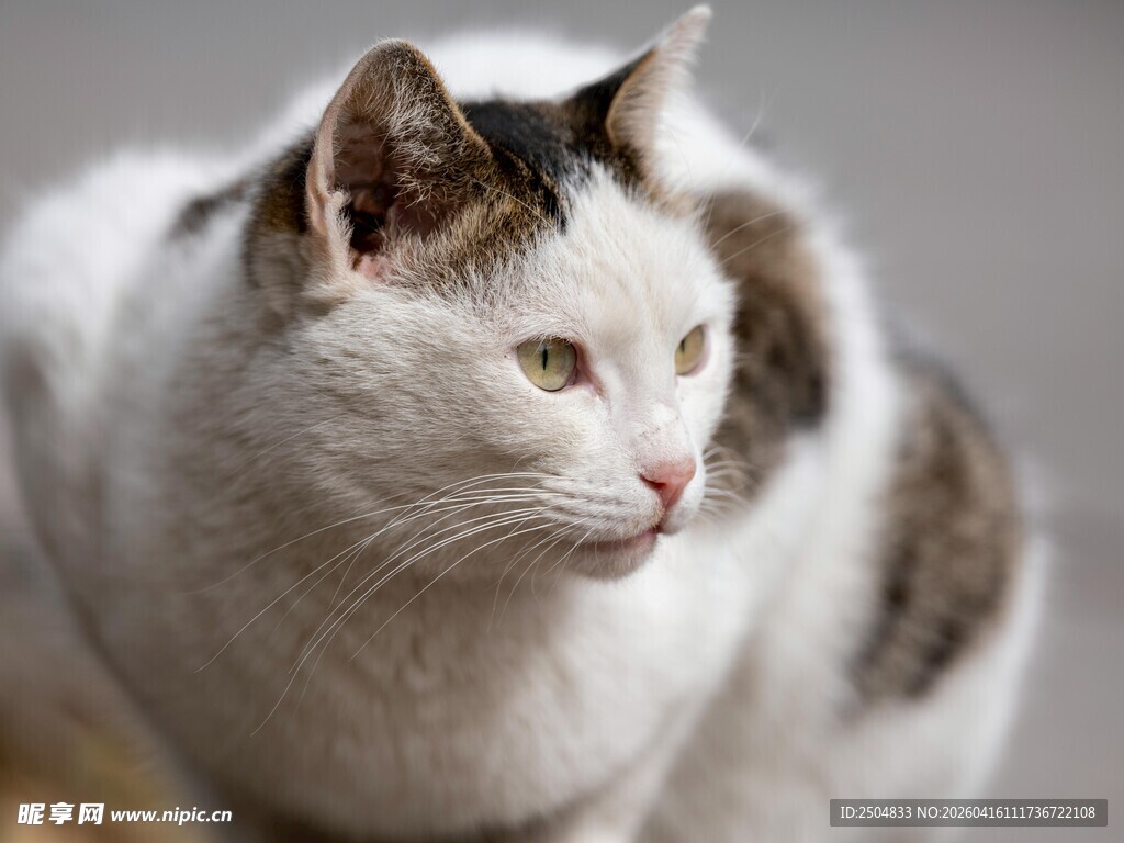 白棕相间猫咪侧头特写