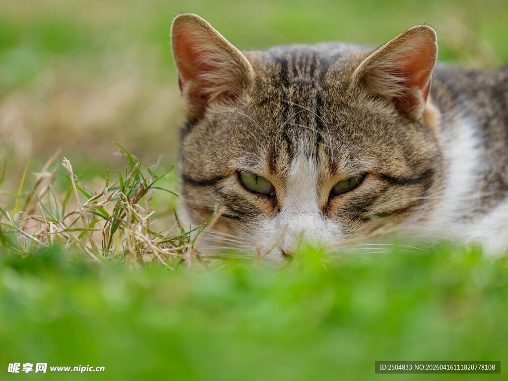 草丛中休憩的猫咪