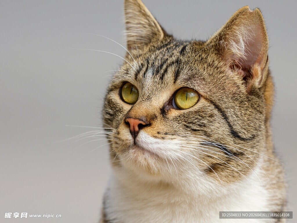 可爱虎斑猫抬头凝视