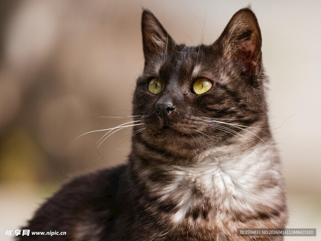 黑棕猫咪侧头凝视瞬间