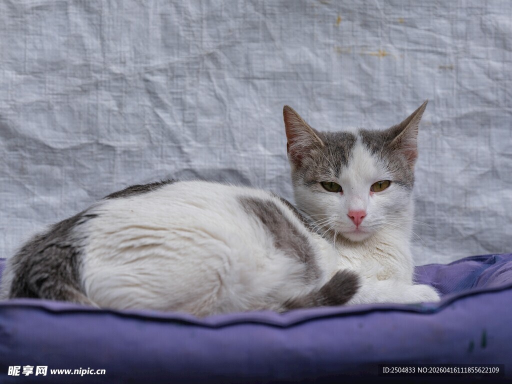 慵懒猫咪躺卧紫色垫子上