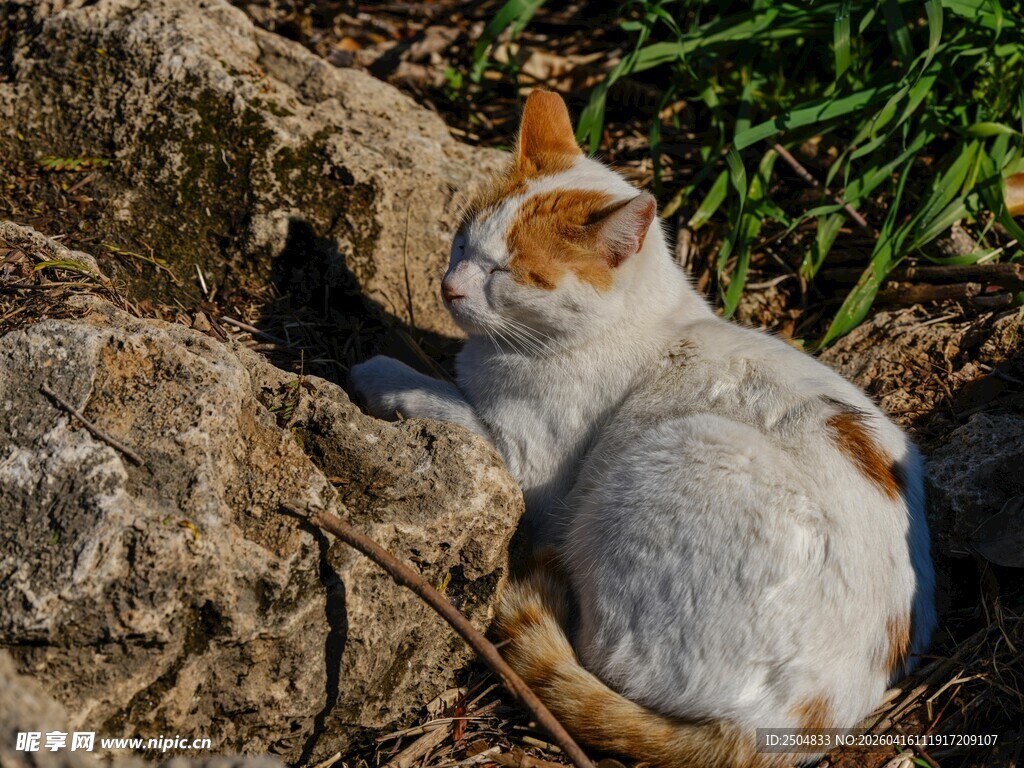 石旁休憩的可爱猫咪